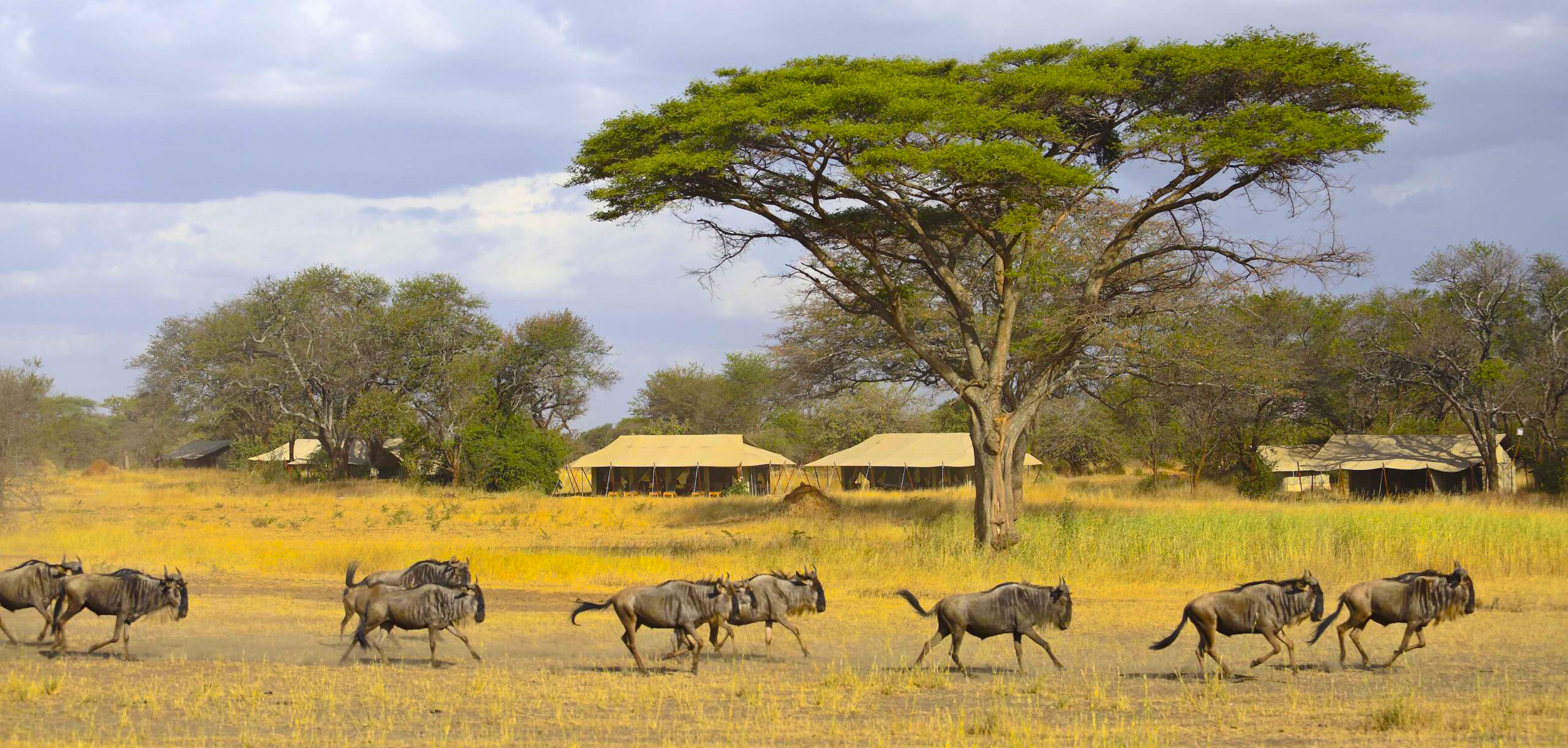 The Best 9-Days Serengeti Migration Safari Tanzania 